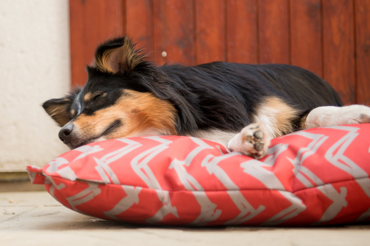Outdoor dog accessories top