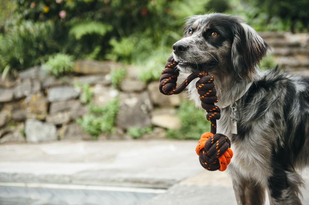 Outdoor toys cheap for puppies