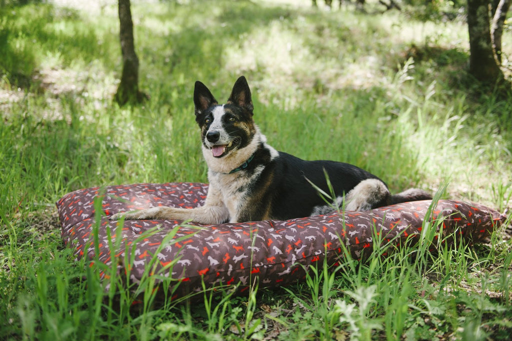 Australian Cattle dog lies on P.L.A.Y. Scout & About Outdoor Mocha bed, in the forest, on green grass during sunny daytime. SKU: PY2011ALF