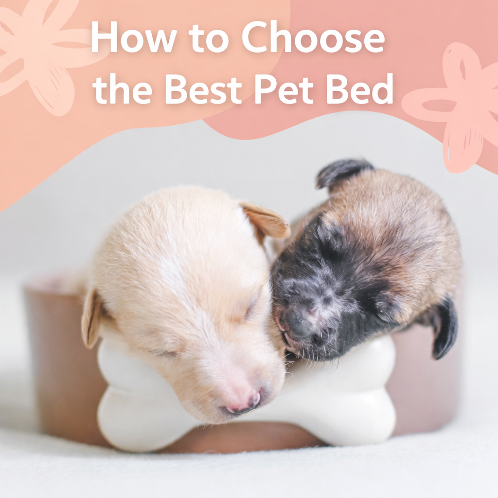two dogs puppies lying on nice bed