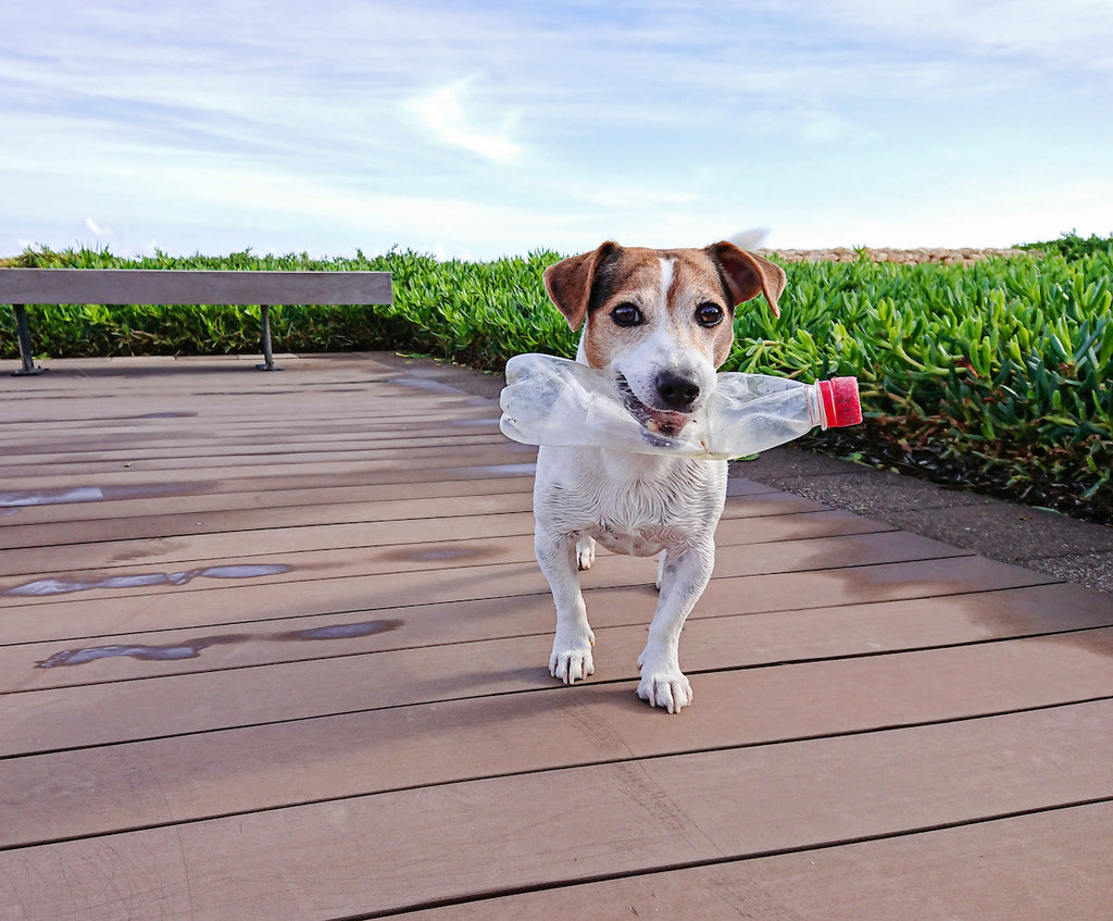 white jack Russell terrier holding plastic bottle in his mouth. Dog is standing on wooden dock, with bench and greenery in background. 