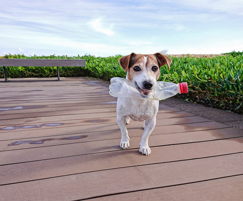 Dogs and plastic bottles discount