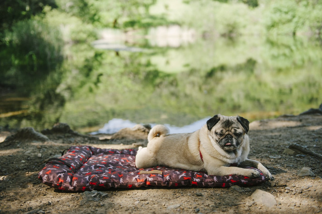 Pug resting on P.L.AY. Scout & About Outdoor chill pad Mocha. Bed is on ground, with blurred greenery in background. Sunny day outside. SKU: PY2011AMF