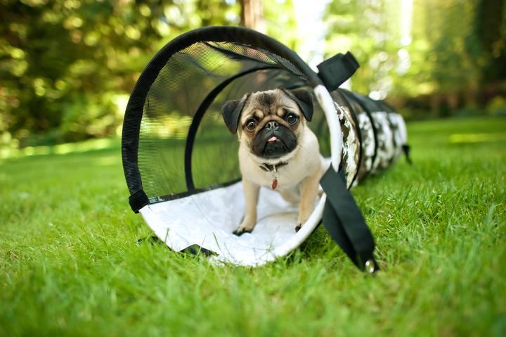 P.L.A.Y. Dog tunnel white camouflage, PY6001ASF with a pug dog inside