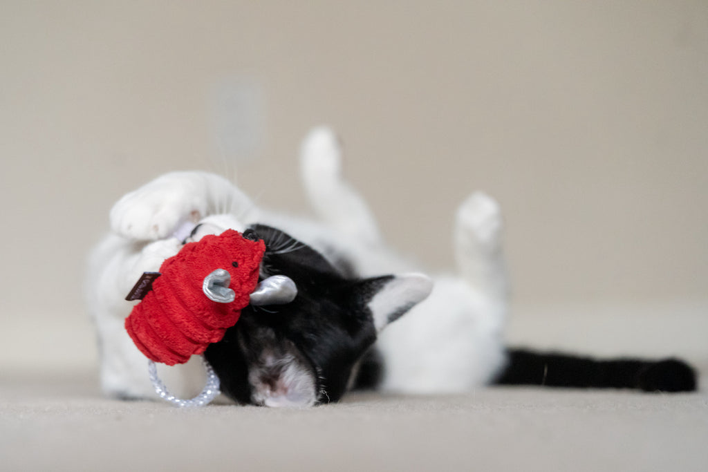 Frenzy cat toys top